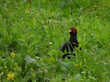 2021年6月12日(土) 岡山県笠岡市の野鳥観察記録