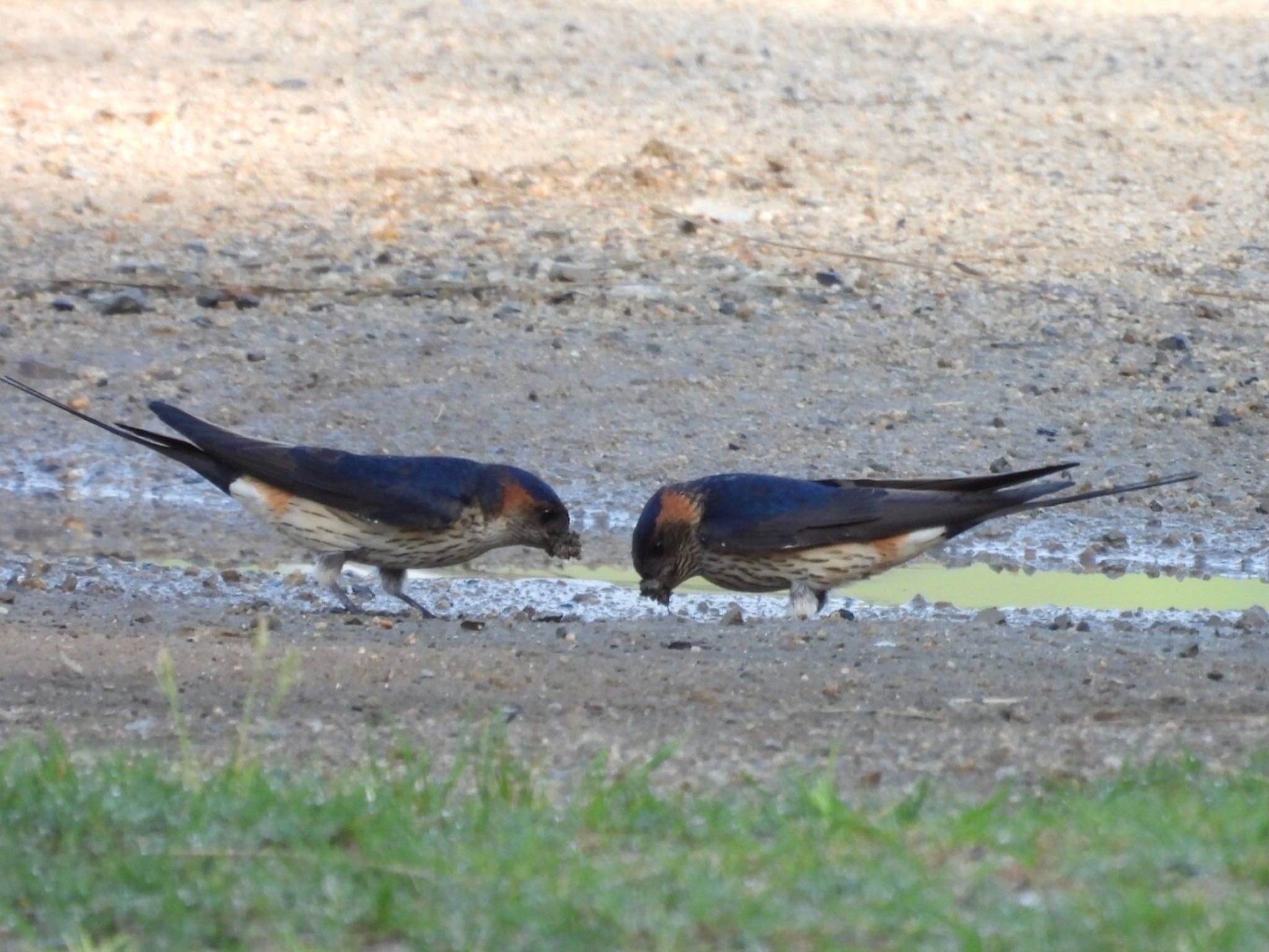 コシアカツバメ