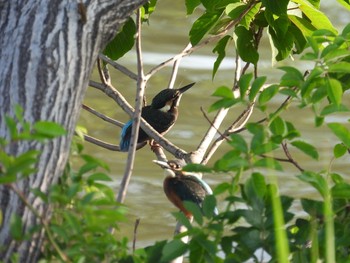 2021年5月30日(日) 広島県福山市の野鳥観察記録