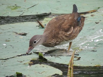 Sun, 8/15/2021 Birding report at Chaoyang Park(Beijing)