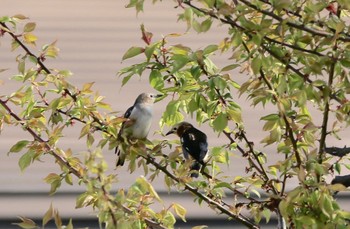 Chestnut-cheeked Starling Unknown Spots Wed, 5/18/2016