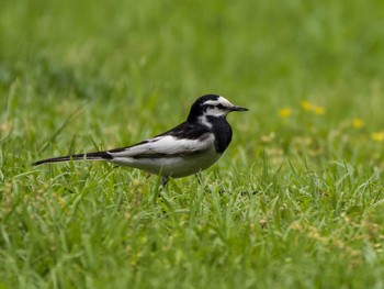 White Wagtail Rikugien Garden Sat, 6/5/2021