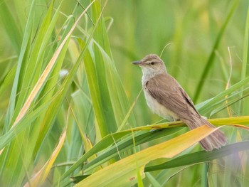 オオヨシキリ 千住桜木自然地 (東京都足立区) 2021年6月20日(日)