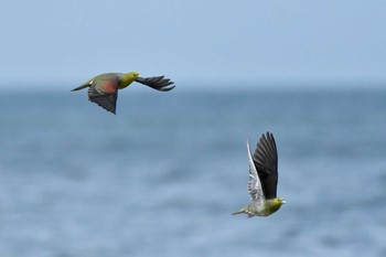 アオバト 大磯照ヶ崎海岸 2021年7月26日(月)