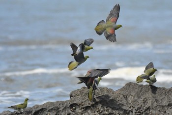 アオバト 大磯照ヶ崎海岸 2021年7月26日(月)