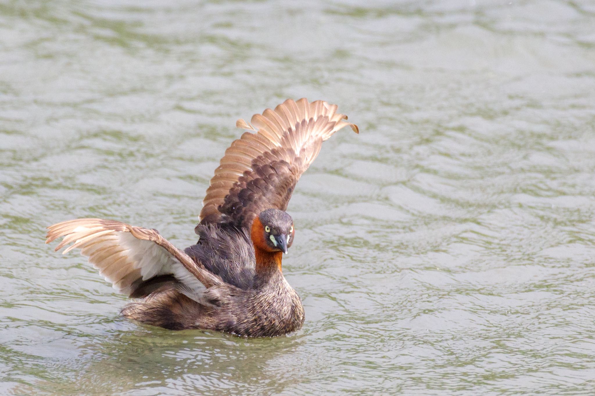 東京港野鳥公園 カイツブリの写真 by Marco Birds