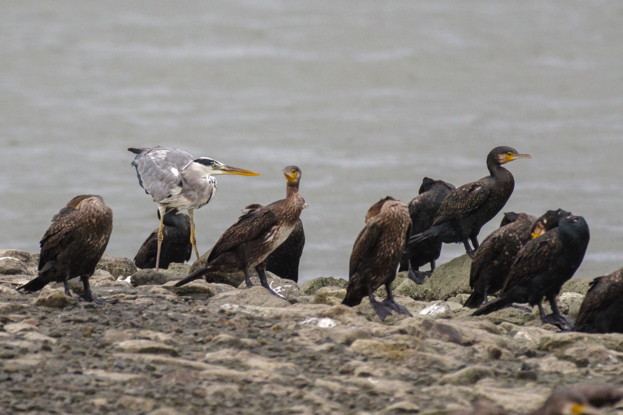 東京港野鳥公園 カワウの写真 by Marco Birds