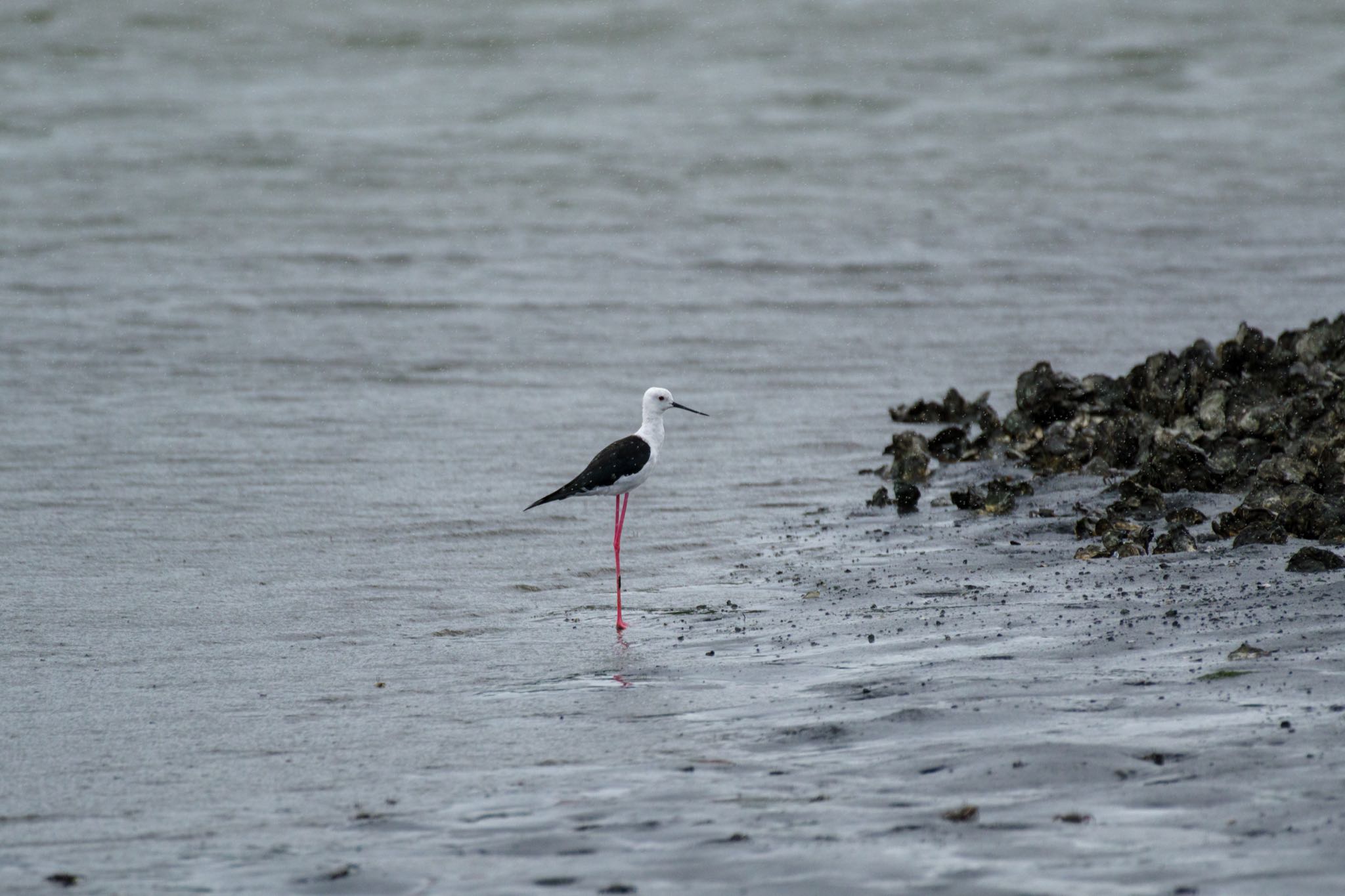 東京港野鳥公園 セイタカシギの写真 by Marco Birds