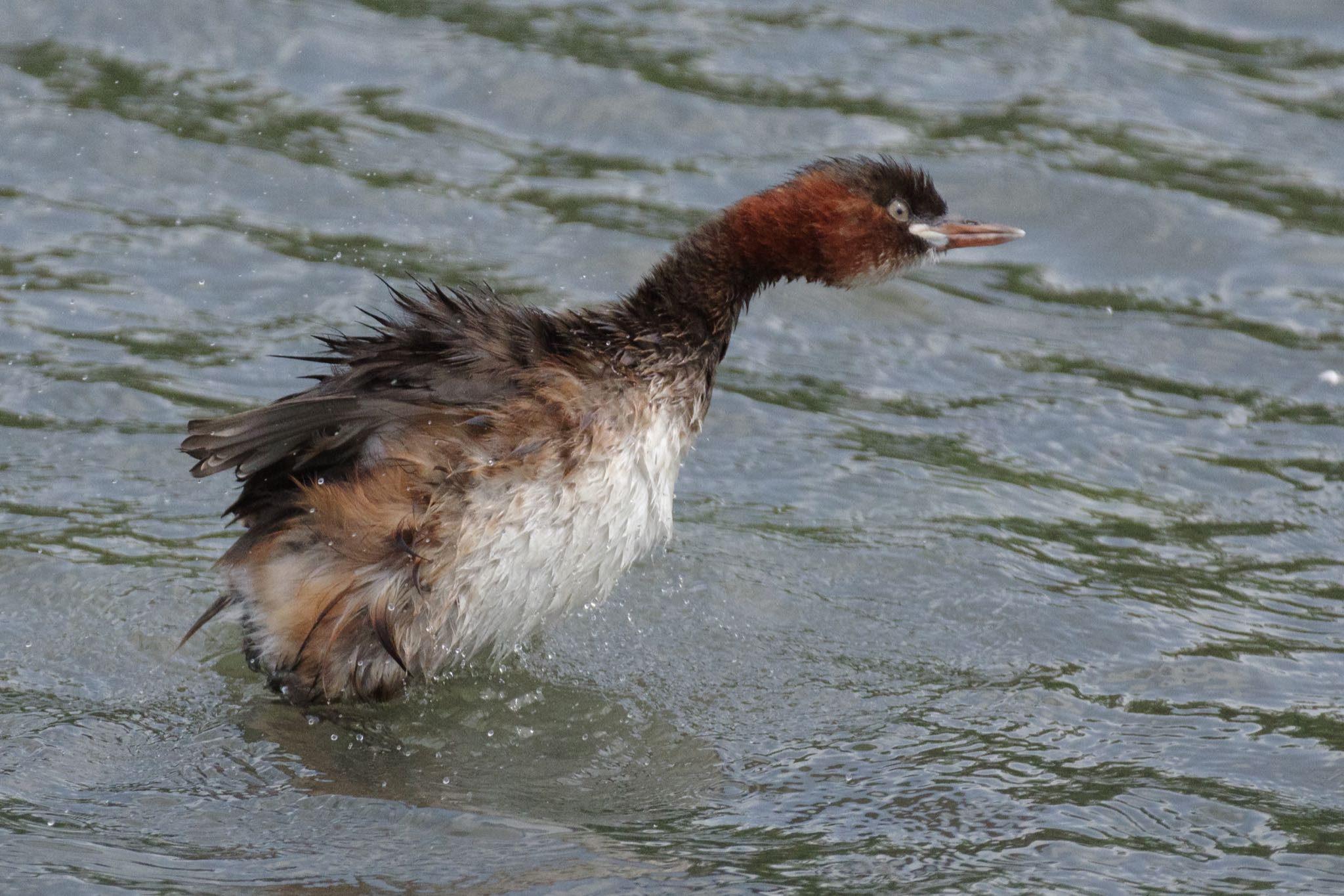 東京港野鳥公園 カイツブリの写真 by Marco Birds