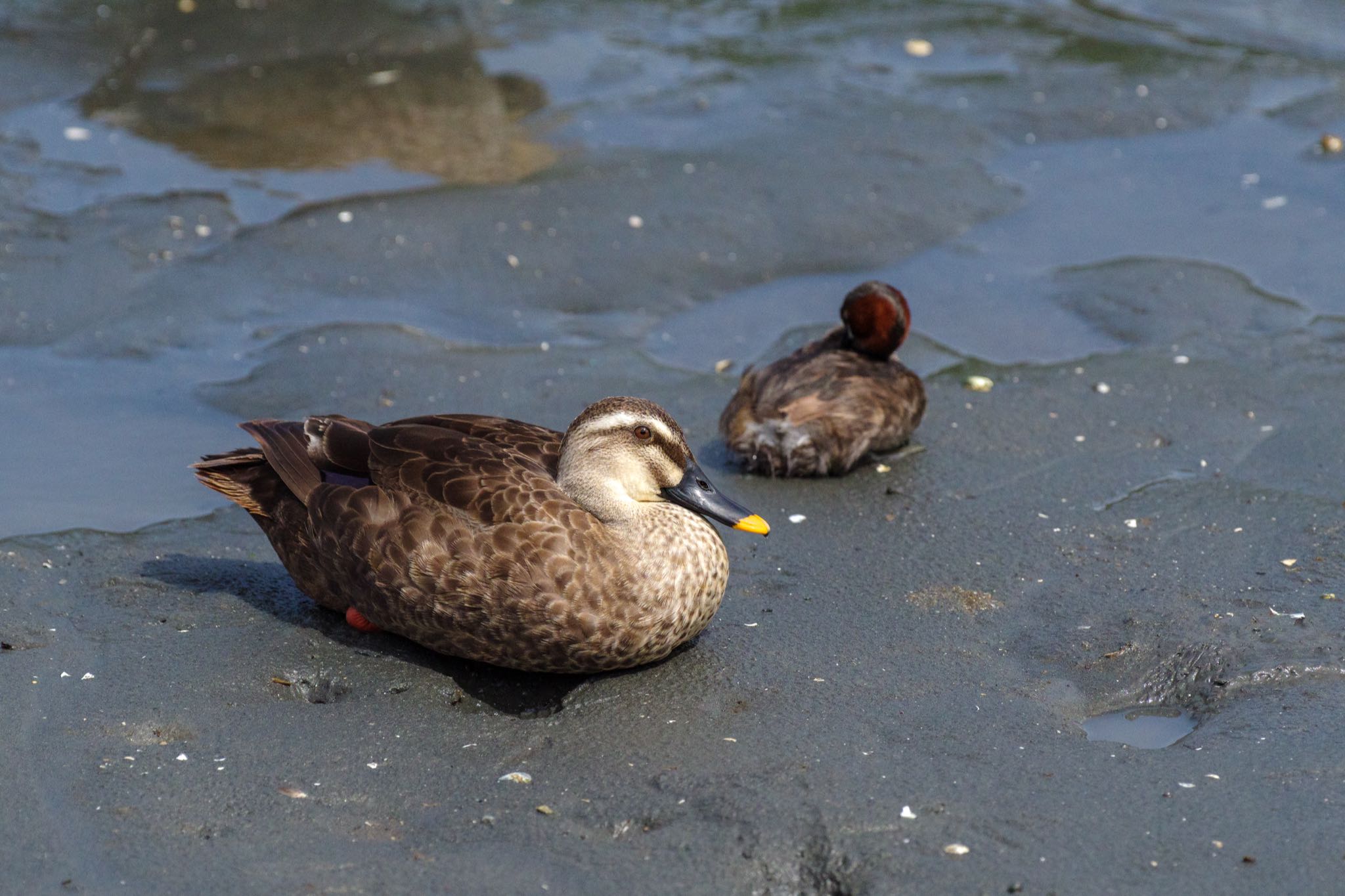 東京港野鳥公園 カルガモの写真 by Marco Birds