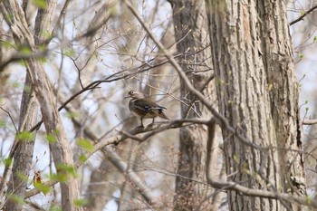 Mandarin Duck Unknown Spots Tue, 5/3/2016