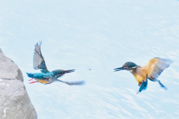 カワセミ 三鷹市 2021年8月6日(金)