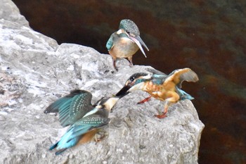 Common Kingfisher 三鷹市 Fri, 8/6/2021