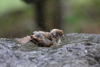 Eurasian Tree Sparrow Osaka castle park Sun, 8/15/2021