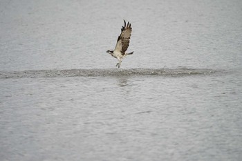 2021年8月15日(日) 潟ノ内(島根県松江市)の野鳥観察記録