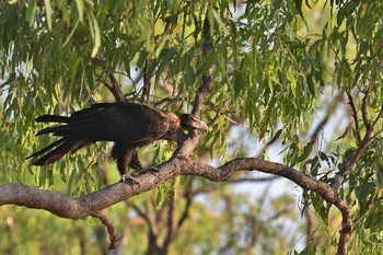 Wedge-tailed Eagle Laura (Australia) Sun, 10/20/2019