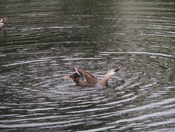 Eastern Spot-billed Duck 井の頭恩賜公園 Sun, 8/15/2021