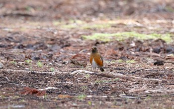 Brown-headed Thrush Unknown Spots Thu, 5/5/2016