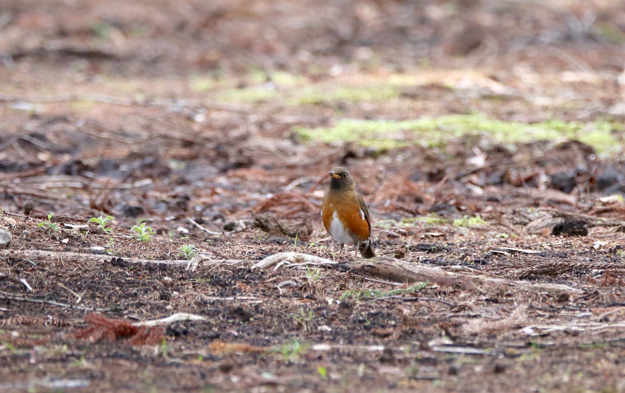 Photo of Brown-headed Thrush at  by アカウント939