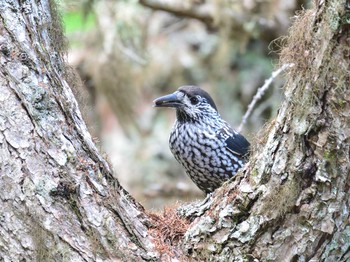 Spotted Nutcracker 富士山御中道 Sun, 7/18/2021