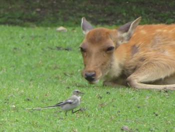 Sun, 8/15/2021 Birding report at Nara Park