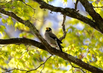 Japanese Grosbeak Unknown Spots Sat, 5/14/2016