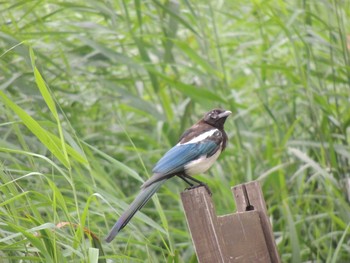 カササギ 朝陽公園(北京) 2021年8月15日(日)