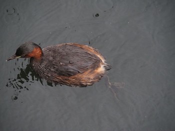 Little Grebe 井の頭恩賜公園 Sun, 8/15/2021