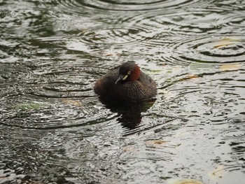 Little Grebe 井の頭恩賜公園 Sun, 8/15/2021