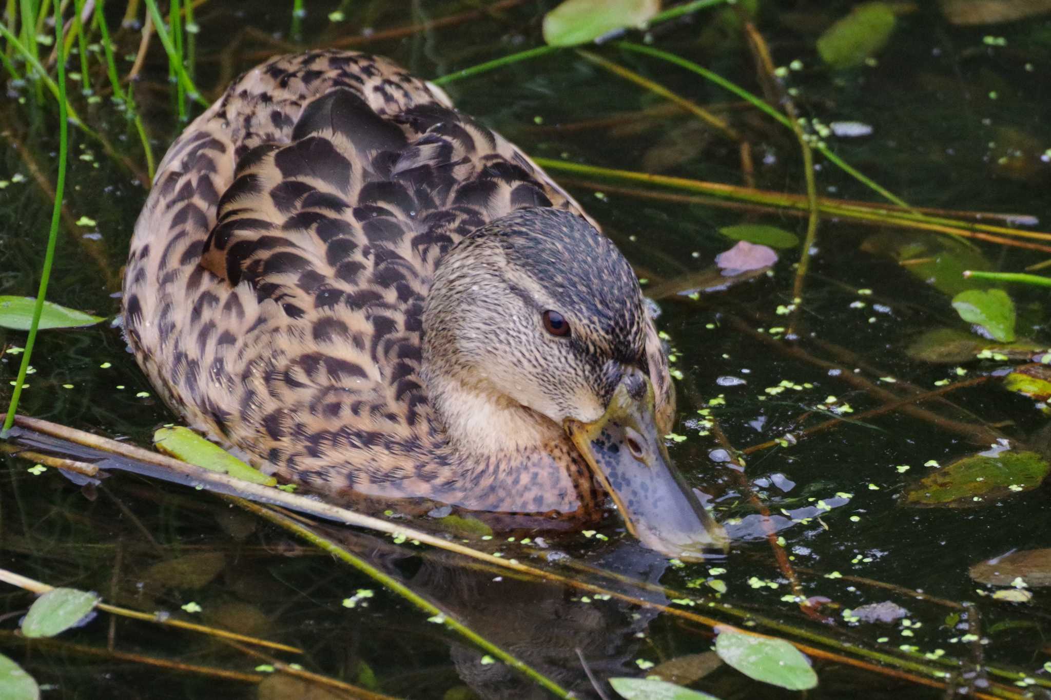 マガモ