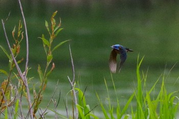 2021年8月15日(日) 野幌森林公園の野鳥観察記録