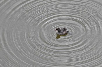 2021年8月15日(日) 若山ダム(石川県珠洲市)の野鳥観察記録