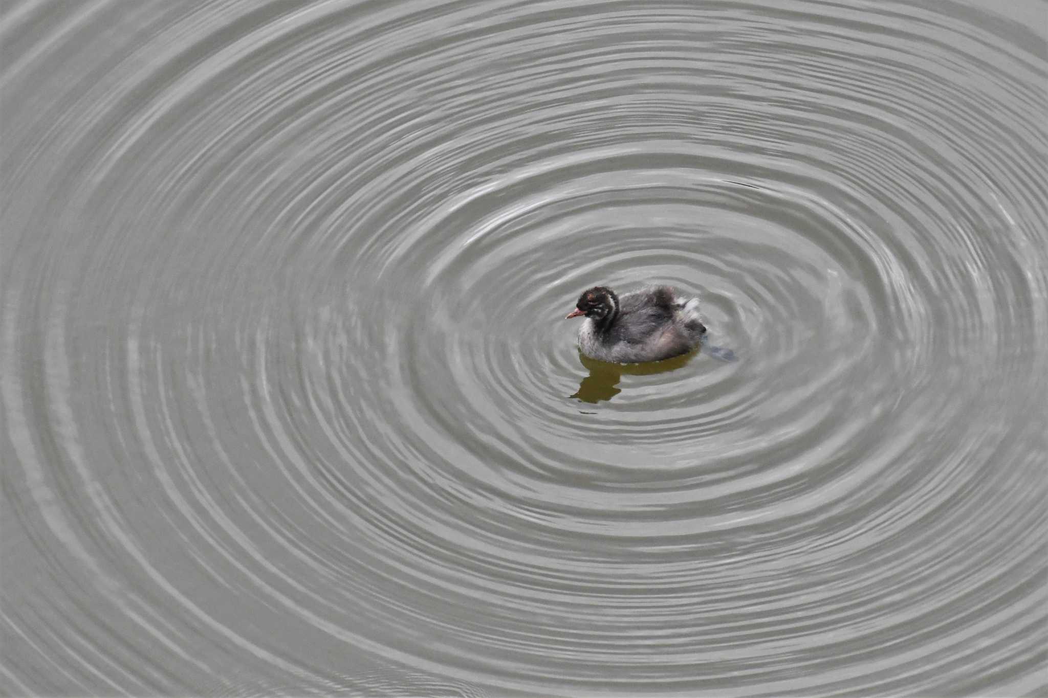 Little Grebe