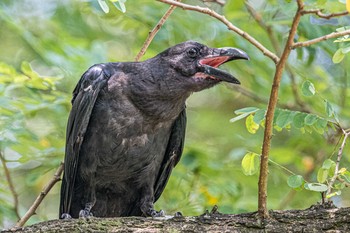 ハシボソガラス 石ケ谷公園 2021年7月26日(月)