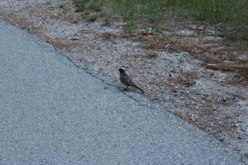 American Robin Central Park(New York) Sun, 5/3/2015