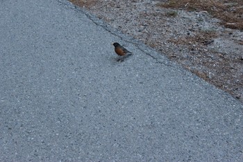 American Robin Central Park(New York) Sun, 5/3/2015