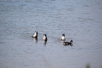 Canada Goose グランドティートン国立公園 Mon, 8/15/2016