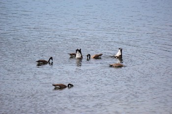 Canada Goose グランドティートン国立公園 Mon, 8/15/2016