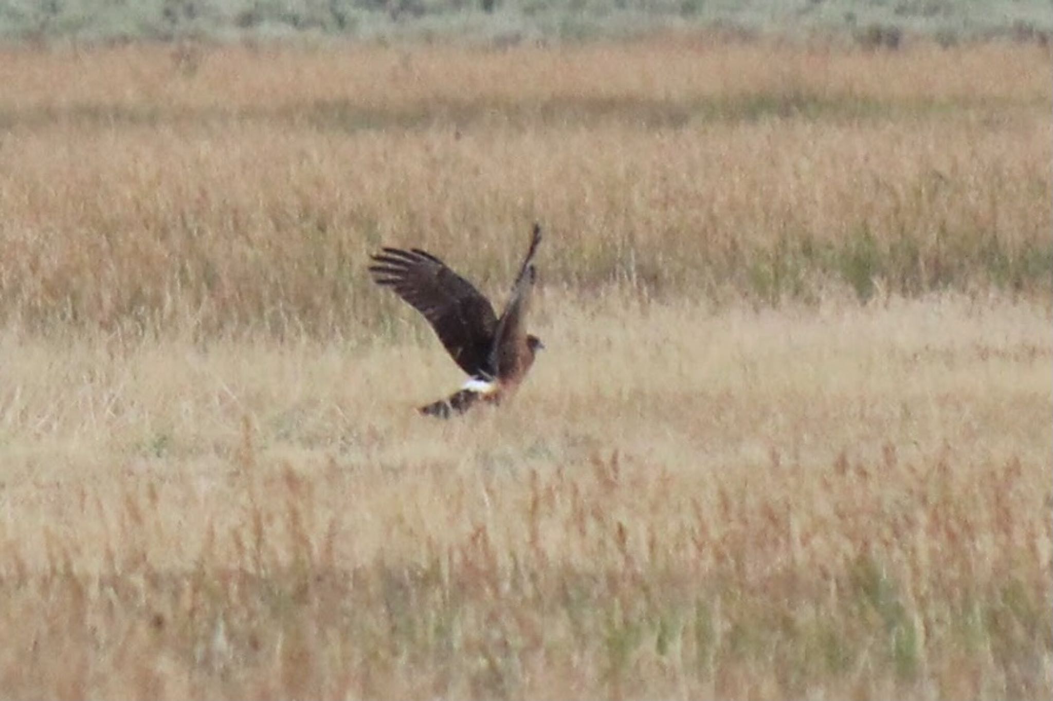 Photo of Western Marsh Harrier at グランドティートン国立公園 by 大瑠璃力三郎