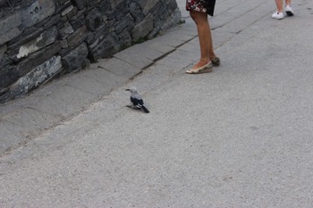 Clark's Nutcracker