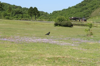 Large-billed Crow 奥大山国立公園 Sat, 5/26/2018