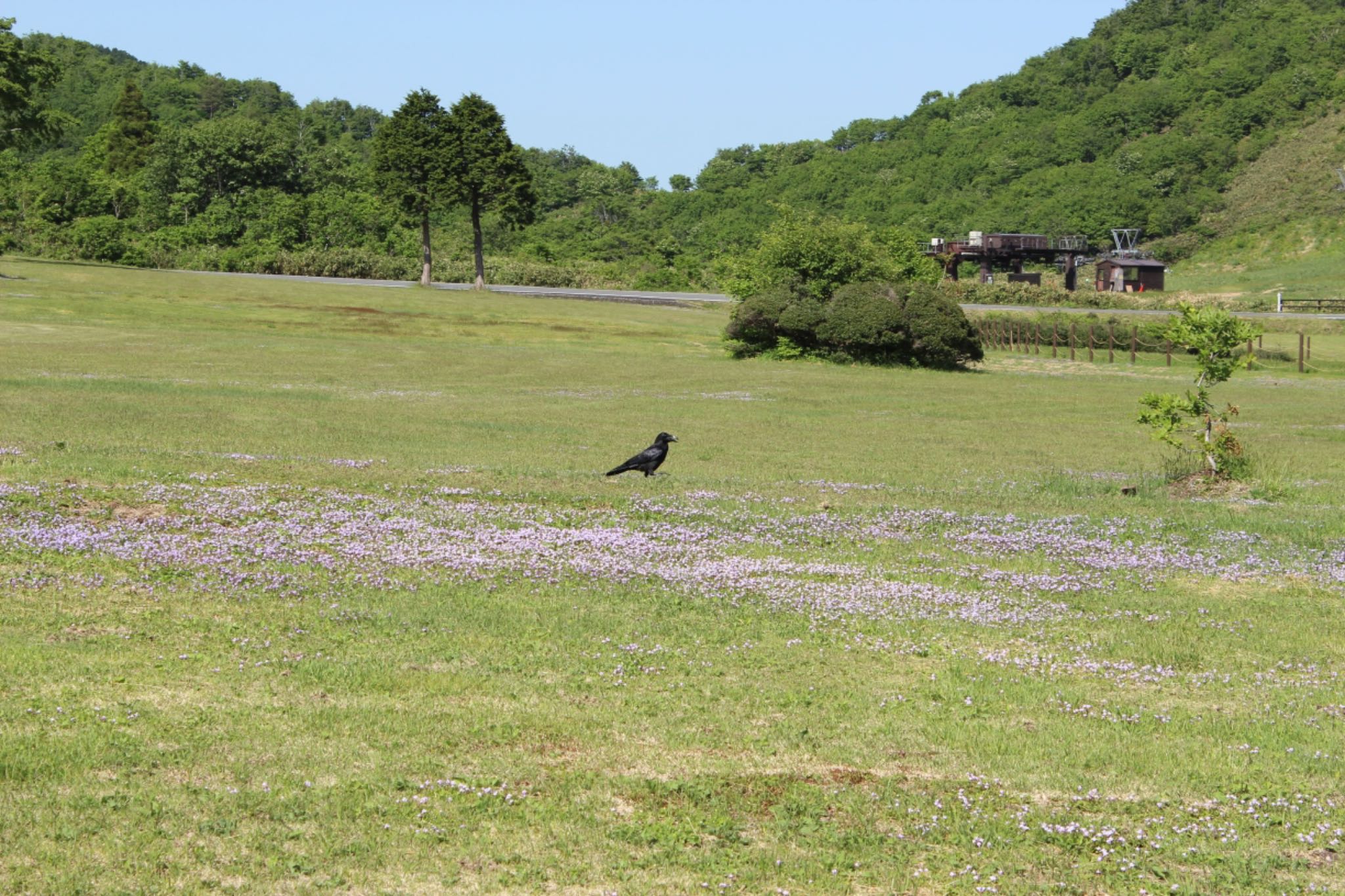 Photo of Large-billed Crow at 奥大山国立公園 by 大瑠璃力三郎