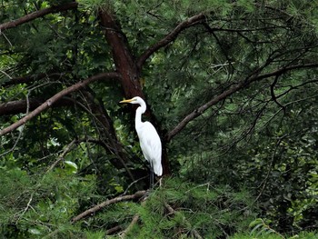 Great Egret(modesta)  岡山県赤磐市 Sun, 8/15/2021