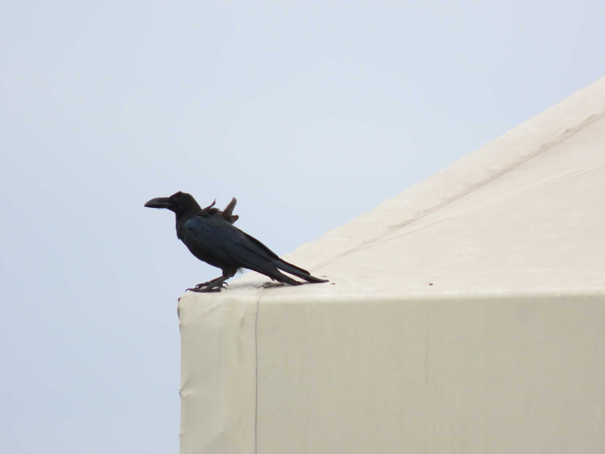 新木場緑道公園(東京都江東区) ハシブトガラスの写真 by のぐち