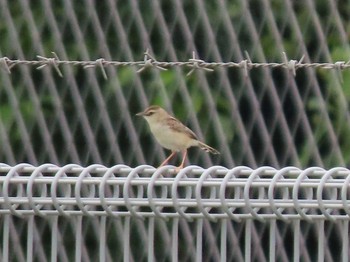 2021年8月16日(月) 新木場緑道公園(東京都江東区)の野鳥観察記録