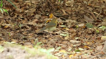 2021年8月16日(月) 大阪城公園の野鳥観察記録