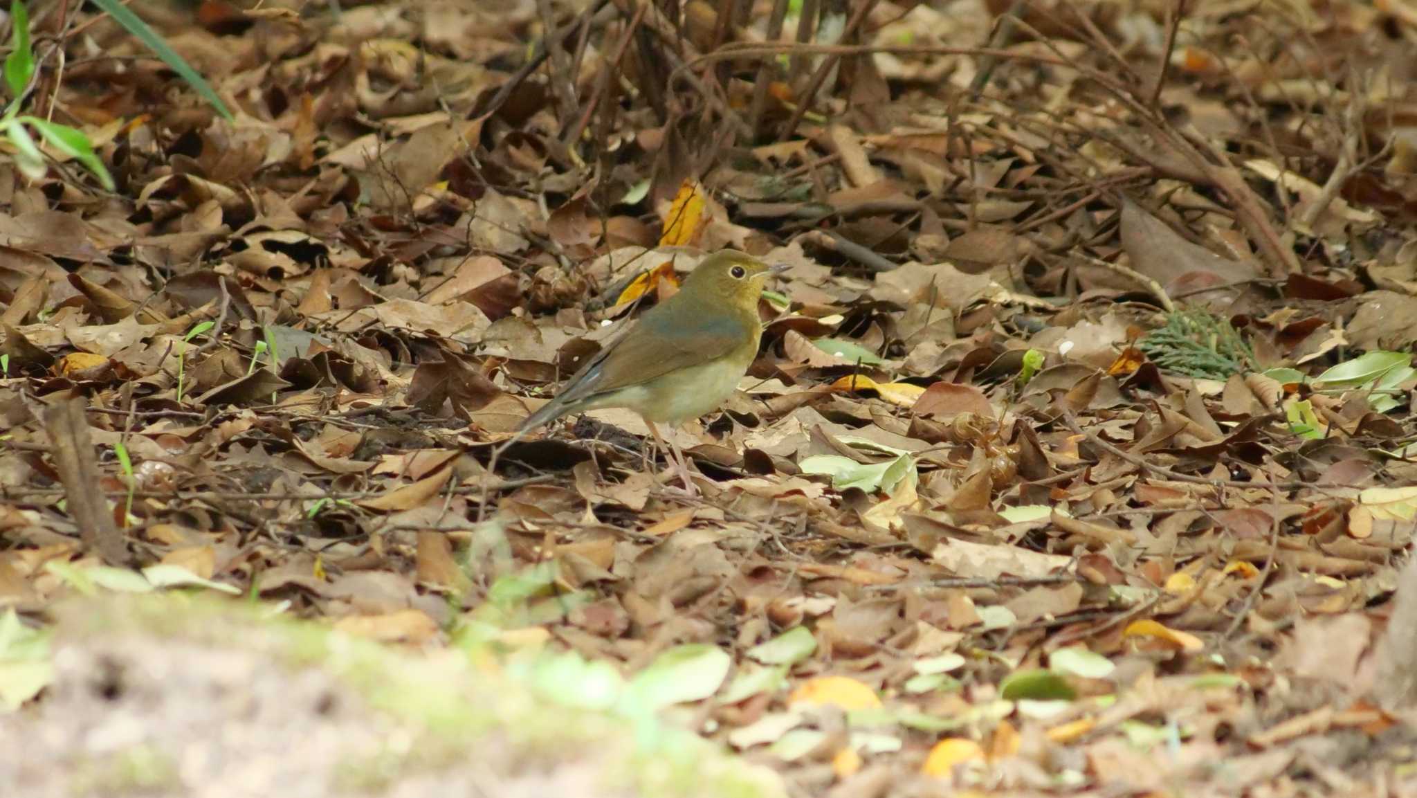 Photo of Siberian Blue Robin at Osaka castle park by コゲラ