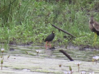 Black Crake