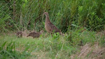 Green Pheasant 淀川河川公園 Tue, 8/10/2021