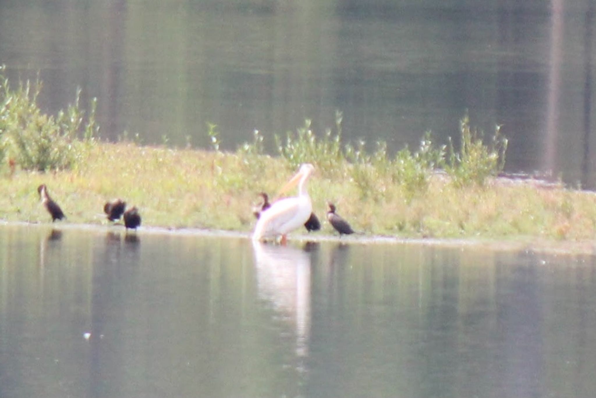 Photo of American White Pelican at アメリカ　グランドティートン国立公園 by 大瑠璃力三郎